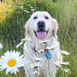 Golden Retriever puppies from Freedom Retrievers