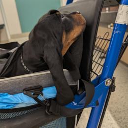 Black and Tan Coonhound Puppies from Jackman Kennels