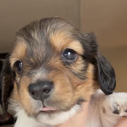 Elvis - Piebald male Dachshund puppy in Gold Canyon, Arizona from Silverking Kennels