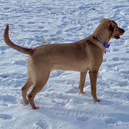 Labrador Retrievers from Red Retrievers