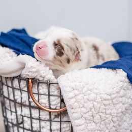 Australian Shepherd Puppies from Cornerstone Australian Shepherds