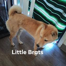 Shiba Inu puppies from Little Brats