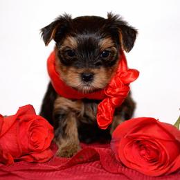 Boy 1 - Black and tan male Yorkshire Terrier puppy in Carmichael, California from Mckeever's Yorkies