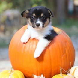 Ceder - Black and tan male American Corgi puppy in Plains, Montana from Diamond Corgis