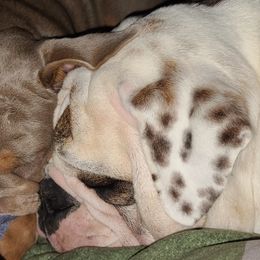 Bulldog Puppies from Pappy's Bullies