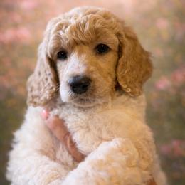 Penny - Parti female Poodle puppy in Washington, Pennsylvania from Patriotic Poodles