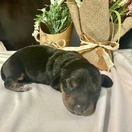 Uno - Black and tan female Dachshund puppy in Aiken, South Carolina from State Eight Dachshunds