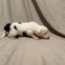 Savanna - Black and white female Border Collie puppy in Lebanon, Oregon from Cahill’s Canines