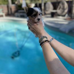 Yorkshire Terrier Puppies from Akc Quality Yorkies