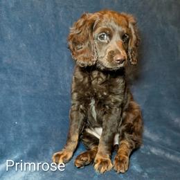 Primrose - Brown female Cockapoo puppy in Sunset, Louisiana from Cano Cockapoos