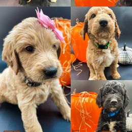 Bernedoodles and Goldendoodles from Doodles of North Tx