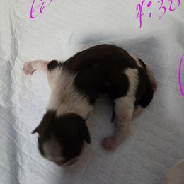 Jackie - Liver and white female Shih Tzu puppy in Filer, Idaho from Shih Tzu Kennels