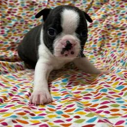 Chip - Black brindle and white male Boston Terrier puppy in Fillmore, Illinois from Wind Hill Puppies