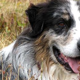 Australian Shepherds from Aerie Ranch