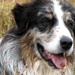 Australian Shepherds from Aerie Ranch