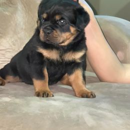 Pomsky, Rottweiler, Shetland Sheepdog, and Toy Shetland Sheepdog Puppies from Mountain High Kennels