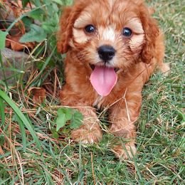 Orange - Red male Cavapoo puppy in Little Rock, Arkansas from Adorable Mini Doodles LLC