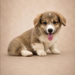 Tex - Sable male Pembroke Welsh Corgi puppy in Charleroi, Pennsylvania from Twilight Hollow Corgis