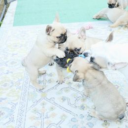 French Bulldog Puppies from Camp Fine Frenchies