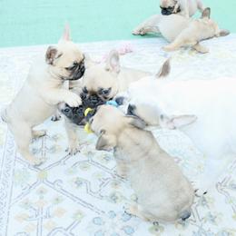 French Bulldog Puppies from Camp Fine Frenchies