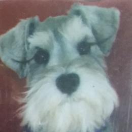 Miniature Schnauzers from Seder Kennel