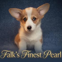 Falk's Finest Pearl - Sable female Pembroke Welsh Corgi puppy in Marinette, Wisconsin from Falk's Finest Corgis