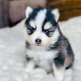 Tiny - Black and white female Pomsky puppy in Greencastle, Indiana from JDpomskies