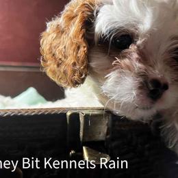 Rain - Blenheim male Cavapoo puppy in Maple Grove, Minnesota from Honey Bit Kennels