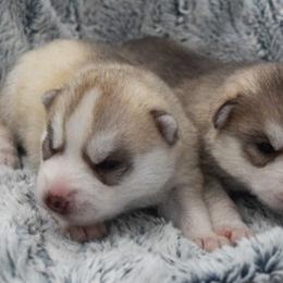 Siberian Husky Puppies from Velox Siberians