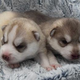 Siberian Husky Puppies from Velox Siberians
