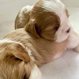 Cavalier King Charles Spaniel Puppies from Bella Fleur Cavaliers