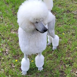Nicky - Poodle