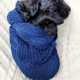 Goldendoodle Puppies from Lucky's Doodlez