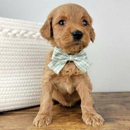 Bella - Apricot female Goldendoodle puppy in Temecula, California from Oodles O'Doodles