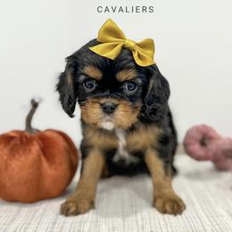 Cavalier King Charles Spaniel Puppies from Emerald Grove Puppies