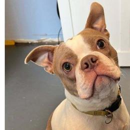 Maximus - Boston Terrier