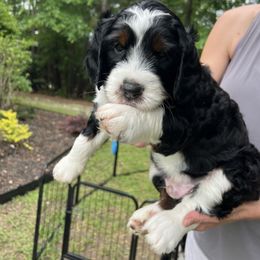 Bernedoodle Puppies from Palmetto Bernedoodles Boutique