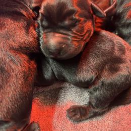 Boy 1 - Black male Labrador Retriever puppy in Lower Burrell, Pennsylvania from Ruckus Family Labs