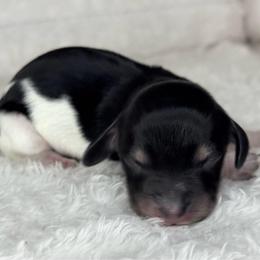 Arctic - Piebald female Dachshund puppy in Lakeland, Florida from Buckwild Doxies