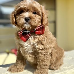 Cavapoo, Cockapoo, and Poodle Puppies from Benji’s Cockapoos