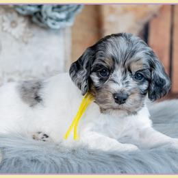 Maddie - Merle female Cockapoo puppy in Connersville, Indiana from Deaz Doodle Ranch