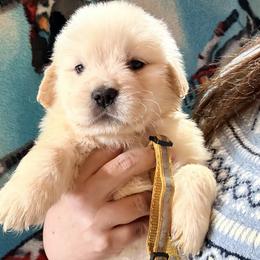 Yellow Stripe Collar Girl - Golden female Golden Retriever puppy in Garrison, Montana from Mattiaci Goldens