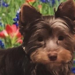 Yorkshire Terriers from Loving Laps (Yorkies raised right )