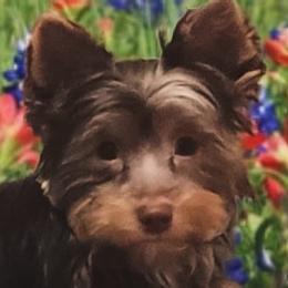 Yorkshire Terriers from Loving Laps (Yorkies raised right )