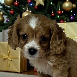 Jackson - Apricot male Cavapoo puppy in Oklahoma from Rocky Oak Cavaliers & Biewer Terriers LLC