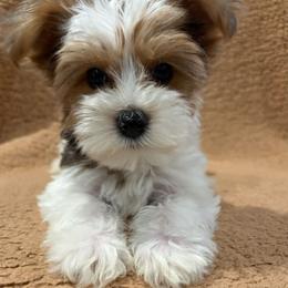 Mr. panda - Parti male Yorkshire Terrier puppy in Fredericksburg, Virginia from VA Exclusive Yorkies