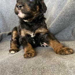 Bernedoodle Puppies from Crider’s Critters