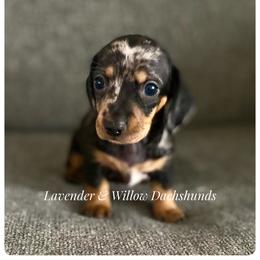 Dachshund Puppies from Lavender and Willow Dachshunds
