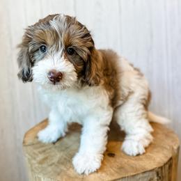 Denali - Red merle female Aussiedoodle puppy in Arlington, Washington from Doodle Love Laugh