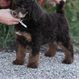 Poodle Puppies from Antigua Standard Poodles